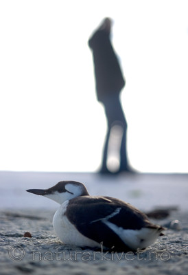 BB 12 0178 / Uria aalge / Lomvi